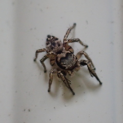 Habronattus coecatus