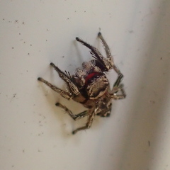 Habronattus coecatus