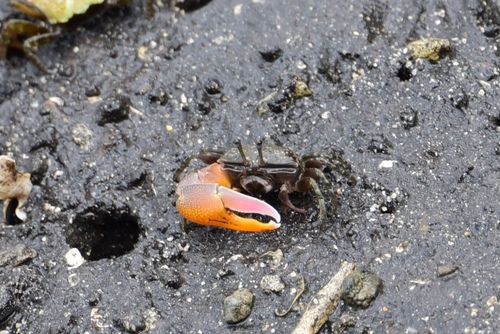 Gelasimus jocelynae