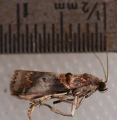 Acrobasis angusella