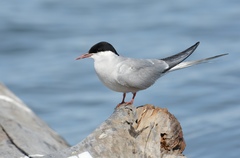 Arctic Tern photo 2