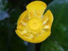 Nuphar japonica