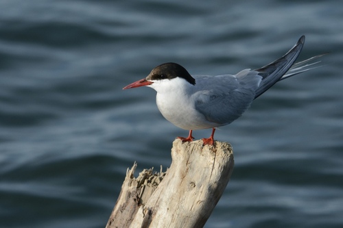 Arctic Tern