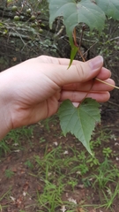 Vitis palmata