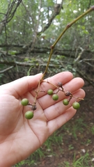 Vitis palmata