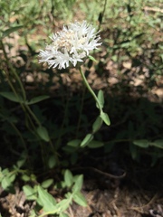 Monardella odoratissima pallida