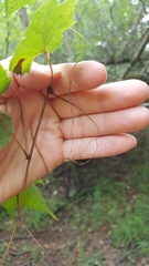 Vitis palmata