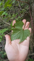 Vitis palmata