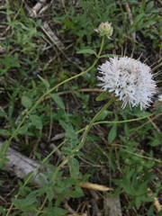 Monardella odoratissima pallida