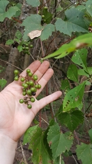 Vitis palmata