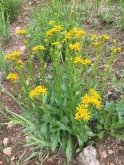 Senecio crassulus