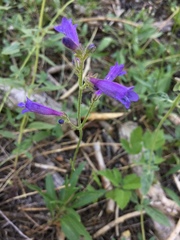 Penstemon gracilentus