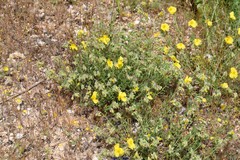 Helianthemum hirtum