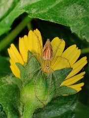 Oxyopes