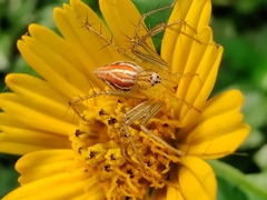 Oxyopes