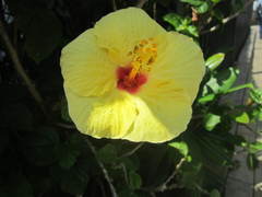 Hibiscus