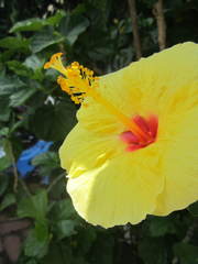 Hibiscus