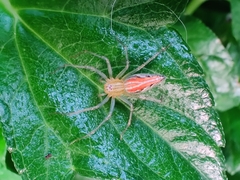 Oxyopes