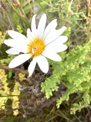 Arctotis aspera aspera