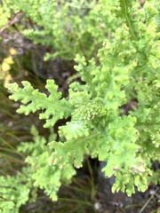 Arctotis aspera aspera