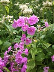 Phlox ovata