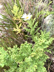 Arctotis aspera aspera