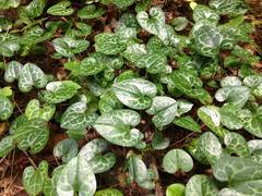 Hexastylis shuttleworthii