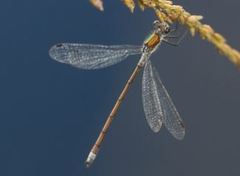 Lestes sponsa