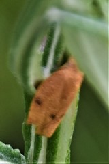 Choristoneura obsoletana