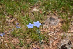 Linum narbonense