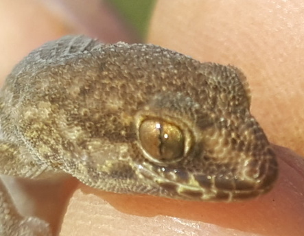 Calvinia Thick-Toed Gecko