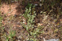 Thymus lacaitae