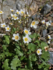 Romanzoffia sitchensis