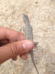 Urosaurus graciosus