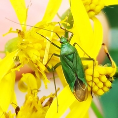 Calocoris alpestris