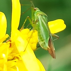 Calocoris alpestris