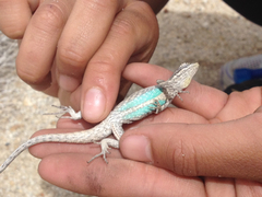 Urosaurus graciosus
