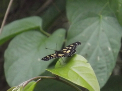 Chlosyne narva