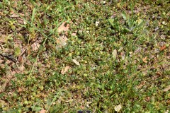 Medicago orbicularis