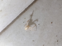 Thomisidae
