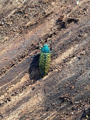 Buprestis confluenta