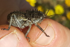 Hetrodes pupus