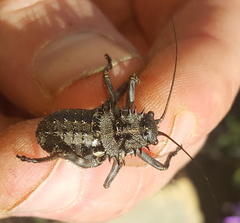 Hetrodes pupus
