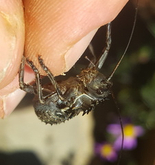 Hetrodes pupus