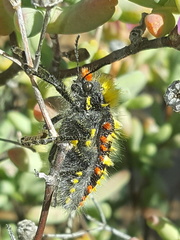 Julodis sulcicollis