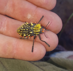 Julodis sulcicollis