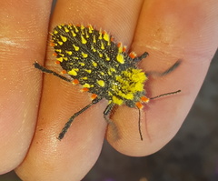Julodis sulcicollis