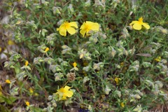 Helianthemum hirtum