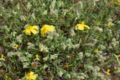 Helianthemum hirtum