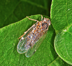 Oecleus borealis